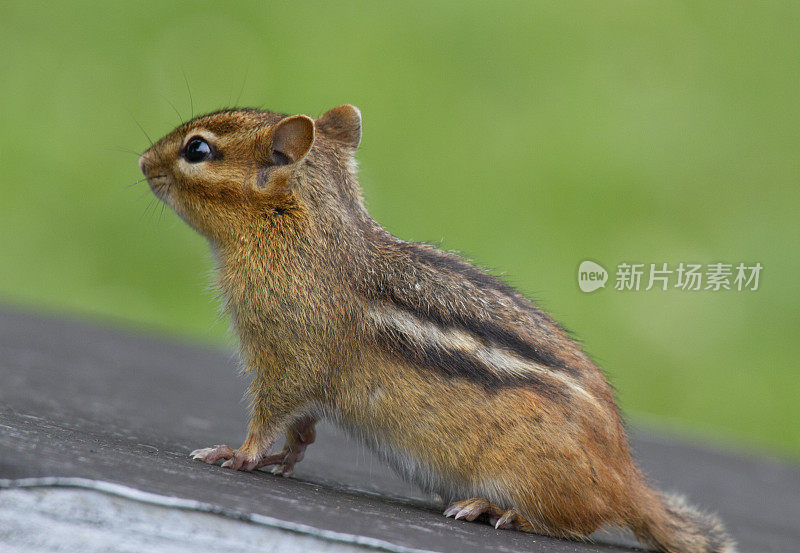 花栗鼠(Tamias striatus)凝视前方